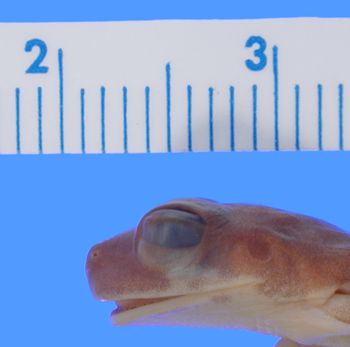 Media type: image; Herpetology A-26934